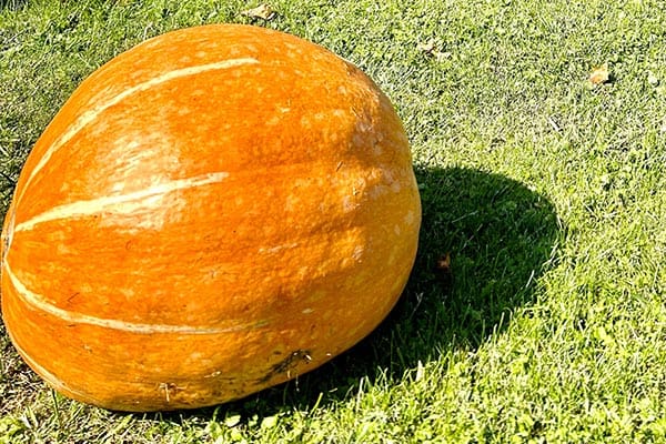 We Need Pumpkin Carvers!